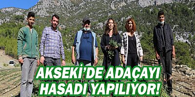 Akseki’de adaçayı hasadı yapılıyor!