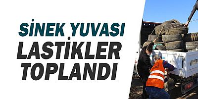 Sinek yuvası lastikler toplandı