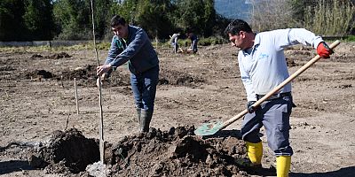 Aksu Belediyesi 450 fidan dikti