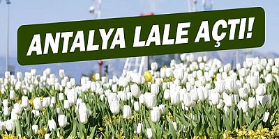 Antalya lale açtı!