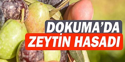 Dokuma’da zeytin hasadı