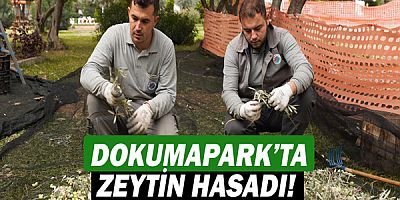 DokumaPark’ta zeytin hasadı!