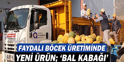 Faydalı böcek üretiminde yeni ürün; ‘Bal kabağı’