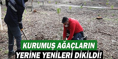 Konyaaltı Beach Park’ta ağaç dikimi!