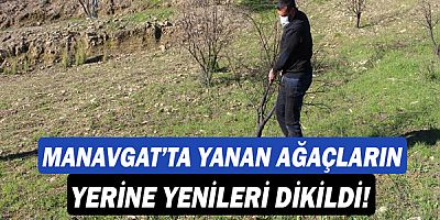 Manavgat’ta yanan ağaçların yerine yenileri dikildi!