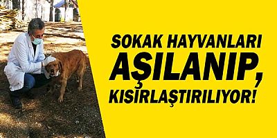 Sokak hayvanları tek tek aşılanıp, kısırlaştırılıyor!