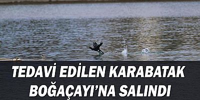 Tedavi edilen Karabatak Boğaçayı’na salındı 