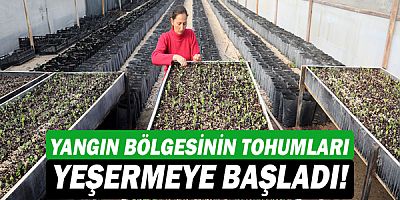 Yangın bölgesinin tohumları yeşermeye başladı!