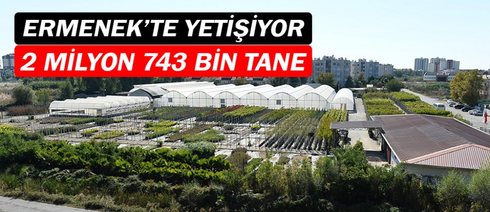 2 milyon 743 bin çiçek Antalya’yı güzelleştiriyor