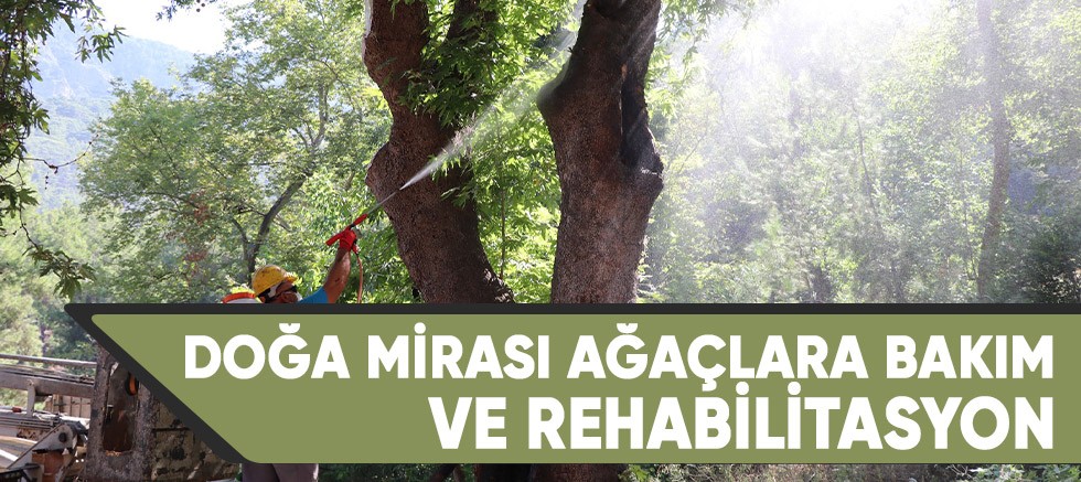Alanya Belediyesi'nden doğa mirası ağaçlarına bakım ve rehabilitasyon