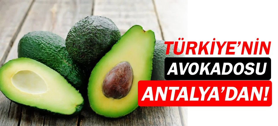 Antalya'da, avokado üretim alanı 5 bin dekara ulaştı!