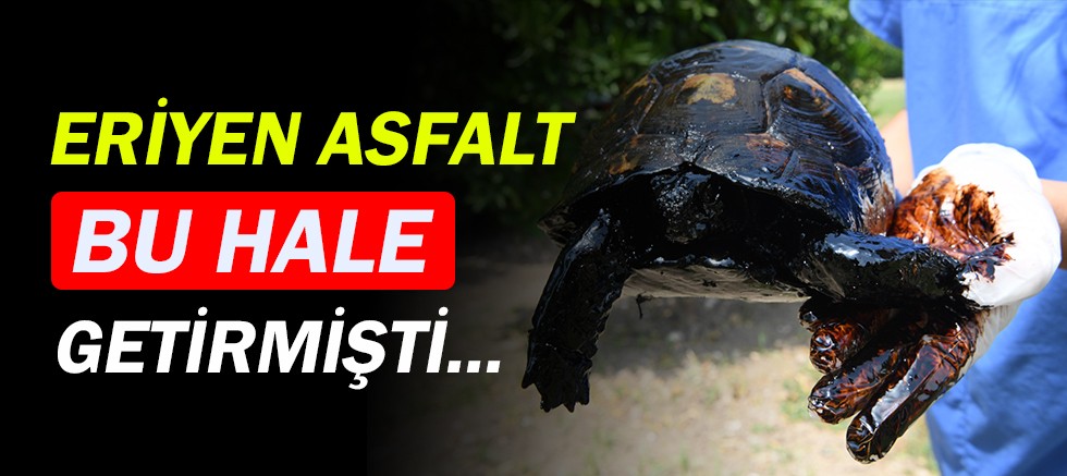 Antalya'da eriyen ziftin içinde kalan kaplumbağaya yardım eli...