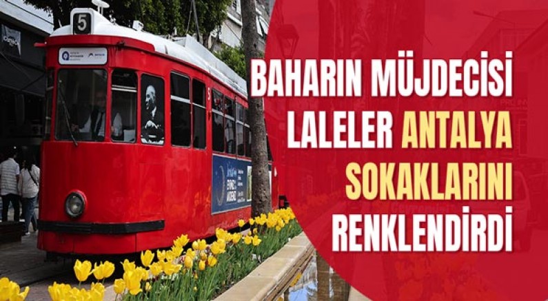 Baharın müjdecisi laleler Antalya sokaklarını renklendirdi