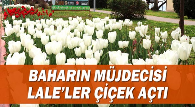 Baharın müjdecisi laleler çiçek açtı!