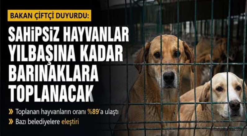 Bakan Çiftçi: Sokak Köpekleri Yılbaşına Kadar Barınaklara toplanacak