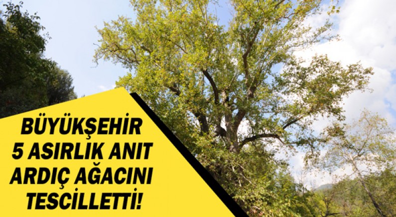 Büyükşehir 5 asırlık anıt ardıç ağacını tescilletti!