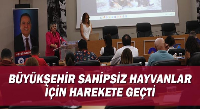 Büyükşehir sahipsiz hayvanlar için harekete geçti