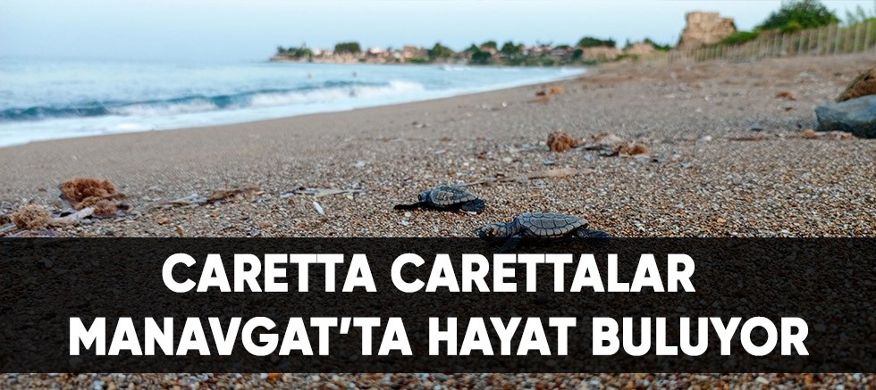 Caretta carettalar Manavgat'ta hayat buluyor