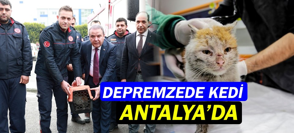 Depremzede kedi Antalya’ya getirildi