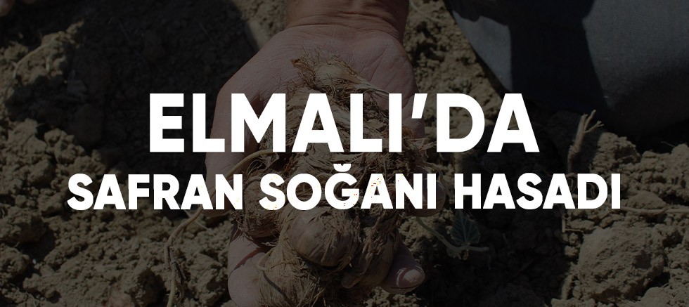 Elmalı’da safran soğanı hasadı başladı