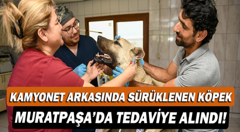 Kamyonet arkasında sürüklenen köpek Muratpaşa’da tedaviye alındı!