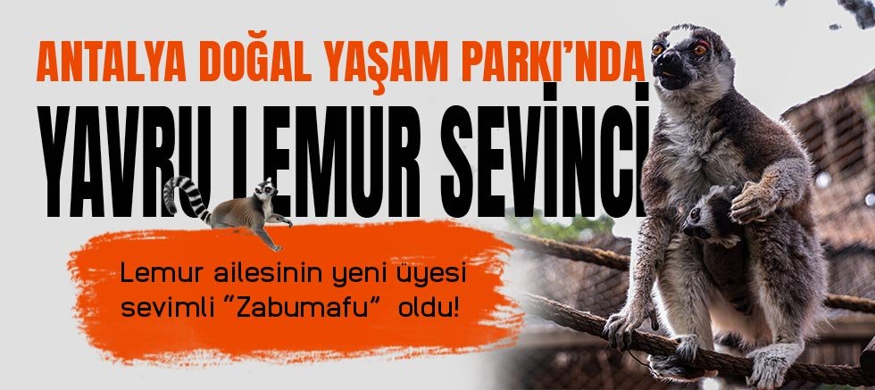 Antalya Doğal Yaşam Parkı’nda yavru lemur sevinci