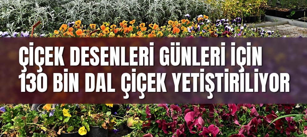 Çiçek Desenleri Günleri için 130 bin dal çiçek yetiştiriliyor
