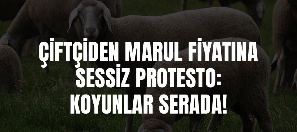 Çiftçiden Marul Fiyatına Sessiz Protesto: Koyunlar Serada!
