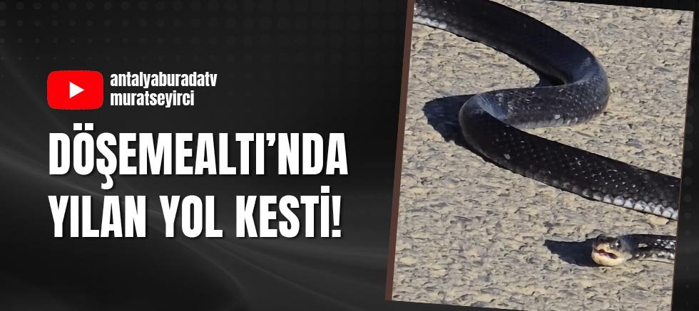 Döşemealtı'nda yılan yol kesti!