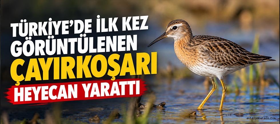 Türkiye'de İlk Kez Görüntülenen Çayırkoşarı Heyecan Yarattı