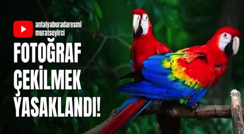 Papağan ile fotoğraf çektirmek yasaklandı! 