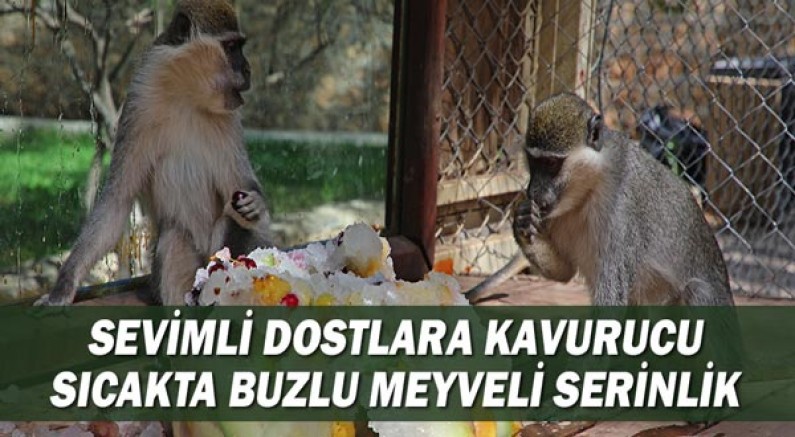 Sevimli dostlara kavurucu sıcakta buzlu meyveli serinlik