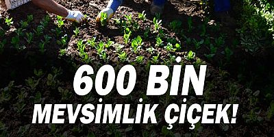 117 bölgeye 600 bin mevsimlik çiçek!