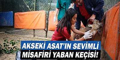Akseki ASAT’ın sevimli misafiri yaban keçisi!