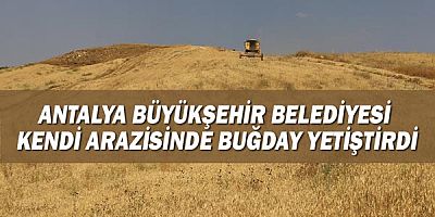 Antalya Büyükşehir Belediyesi kendi arazisinde buğday yetiştirdi