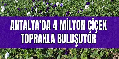 Antalya’da 4 milyon çiçek toprakla buluşuyor