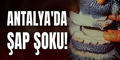Antalya'da Şap Şoku!