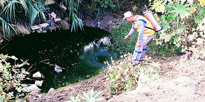 Antalya'da sinekle mücadele sürüyor