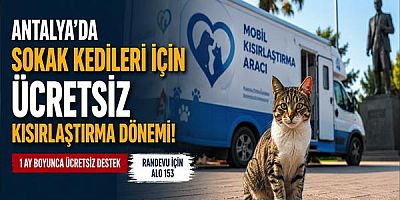 Antalya’da Sokak Kedileri İçin Ücretsiz Kısırlaştırma Dönemi