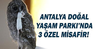 Antalya Doğal Yaşam Parkı’nda 3 özel misafir 