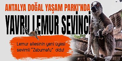 Antalya Doğal Yaşam Parkı’nda yavru lemur sevinci