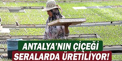 Antalya’nın çiçeği seralarda üretiliyor!