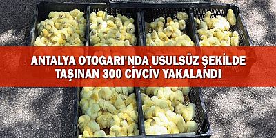 Antalya Otogarı'nda usulsüz şekilde taşınan 300 civciv yakalandı