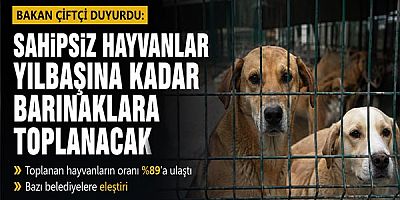 Bakan Çiftçi: Sokak Köpekleri Yılbaşına Kadar Barınaklara toplanacak