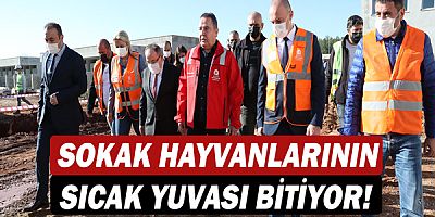 Başkan Muhittin Böcek Sokak Hayvanları Bakım Evi’ni gezdi!