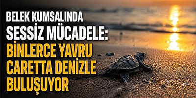 Belek Kumsalında Sessiz Mücadele: Binlerce Yavru Caretta Denizle Buluşuyor
