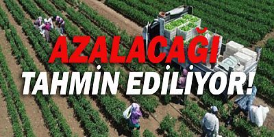 Bitkisel üretim 2. tahmini açıklandı!