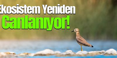 Boğaçayı’nda Her Gün 8 Tonluk Temizlik: Ekosistem Yeniden Canlanıyor