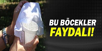Bu böcekler faydalı!