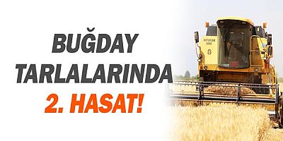 Buğday tarlalarında 2. hasat!